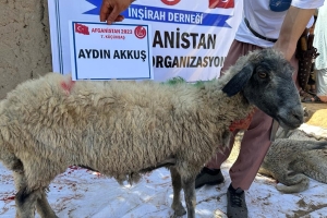 Kurban .Adak. Akika