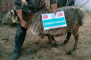 Kurban .Adak. Akika