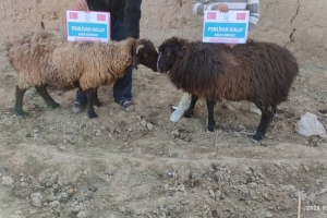 Kurban .Adak. Akika