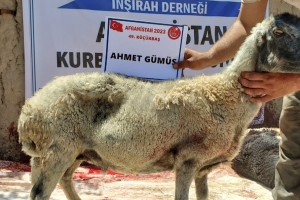 Kurban .Adak. Akika