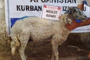 Kurban .Adak. Akika