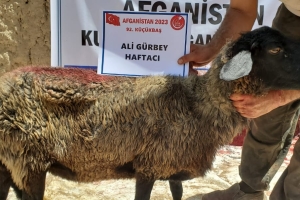 Kurban .Adak. Akika