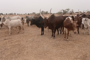 2026 YILI KURBAN HAZIRLIĞI BAŞLADI