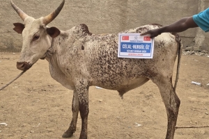“Onların ne etleri ne de kanları Allah’a ulaşır; O’na ulaşan yalnızca sizin takvanızdır.”