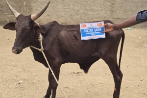 “Onların ne etleri ne de kanları Allah’a ulaşır; O’na ulaşan yalnızca sizin takvanızdır.”