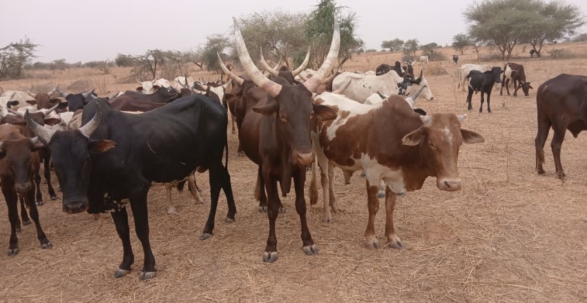 2026 Yılı Kurban Hazırlıklarımız Devam Ediyor