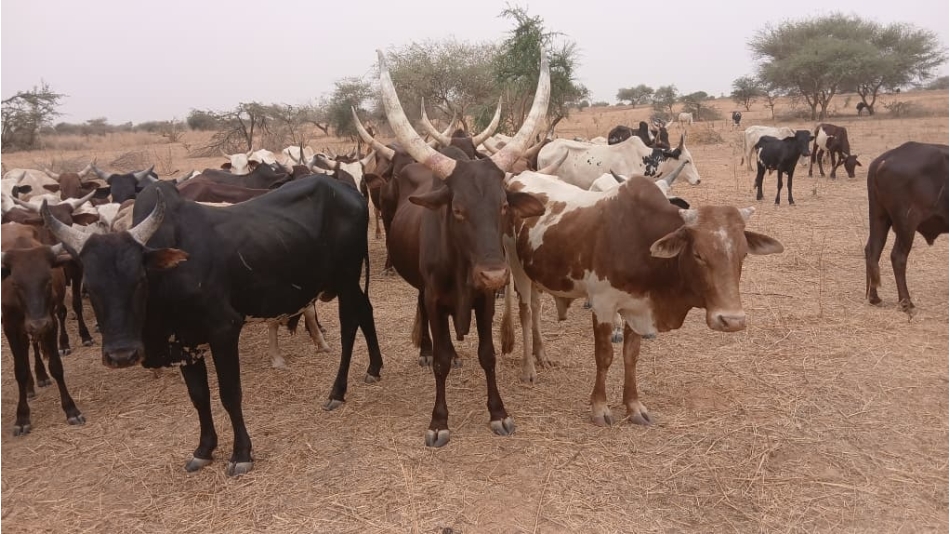 2026 YILI KURBAN HAZIRLIĞI BAŞLADI