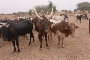 2026 YILI KURBAN HAZIRLIĞI BAŞLADI