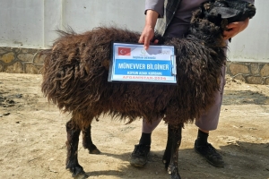 “Onların ne etleri ne de kanları Allah’a ulaşır; O’na ulaşan yalnızca sizin takvanızdır.”