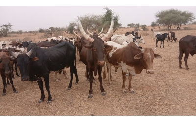 2026 YILI KURBAN HAZIRLIĞI BAŞLADI